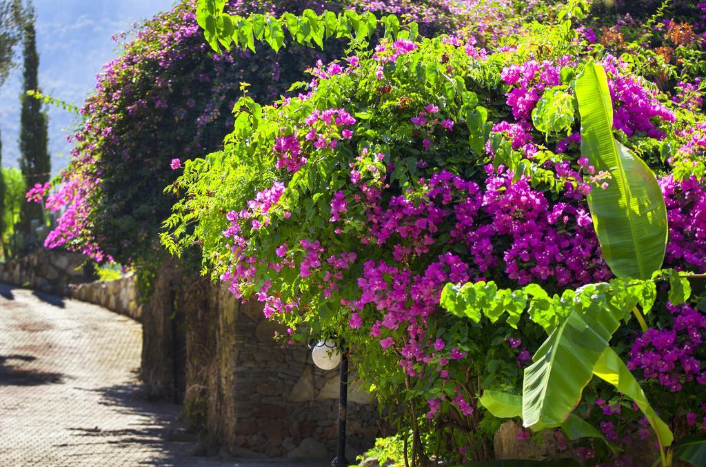 Paradise Garden Hotel Oludeniz Exteriér fotografie
